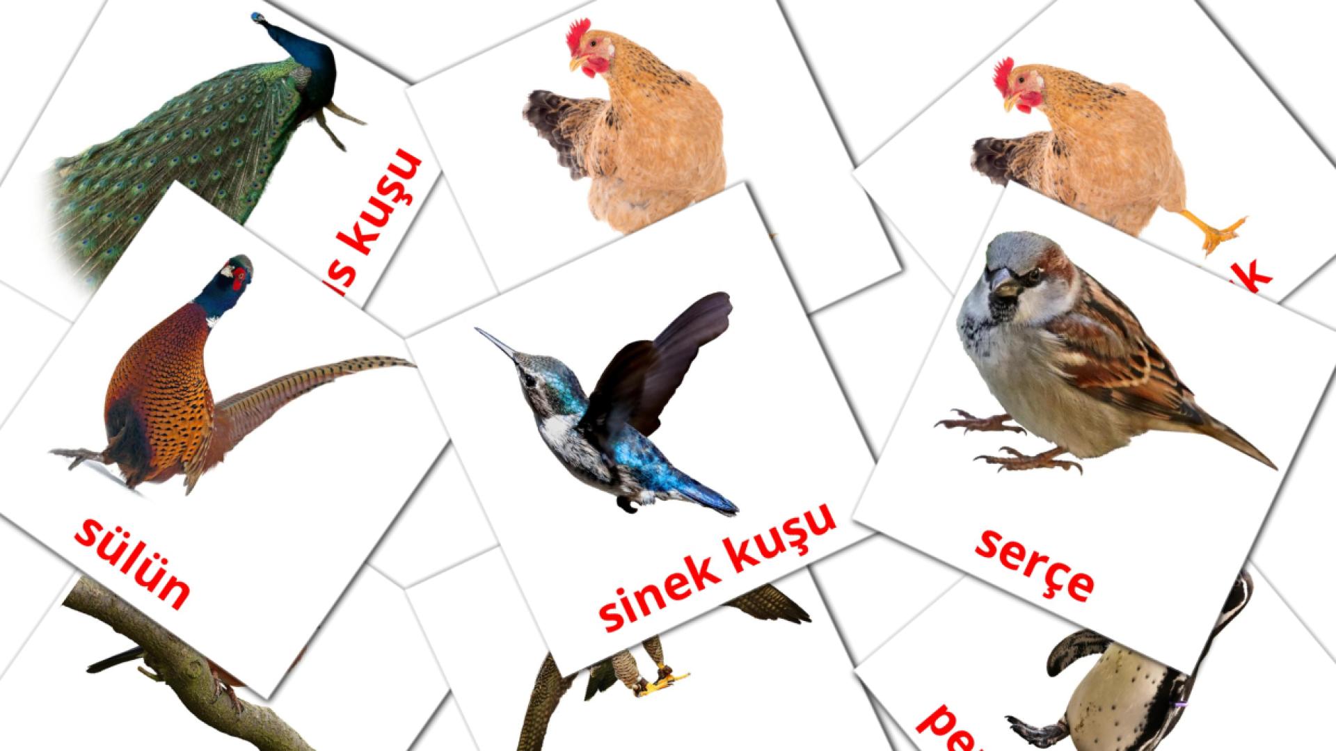 Kuşlar Flashcards di vocabolario turco