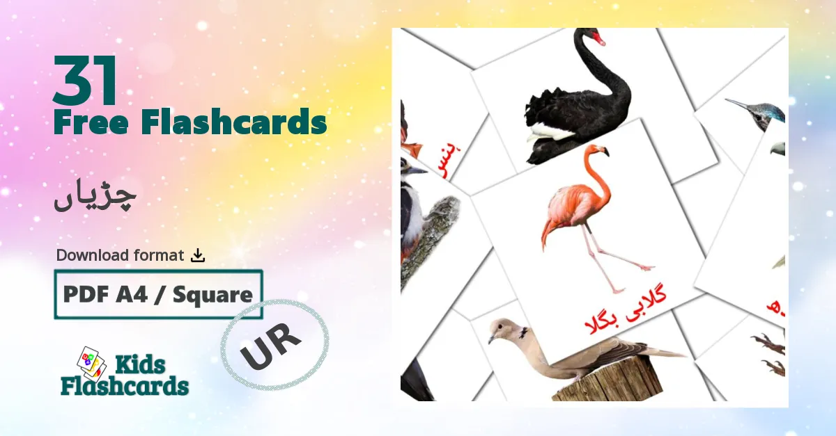 چڑیاں urdu vocabulary flashcards