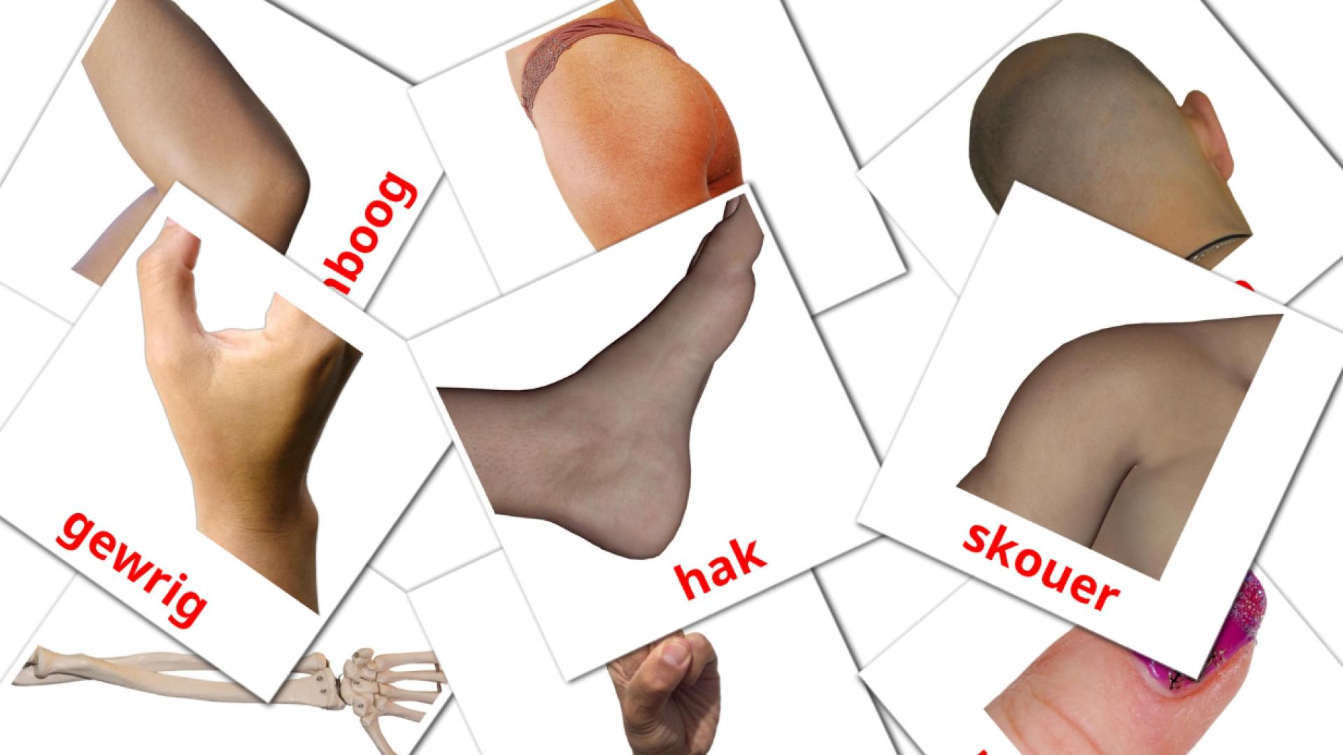 Body Parts - afrikaans vocabulary cards