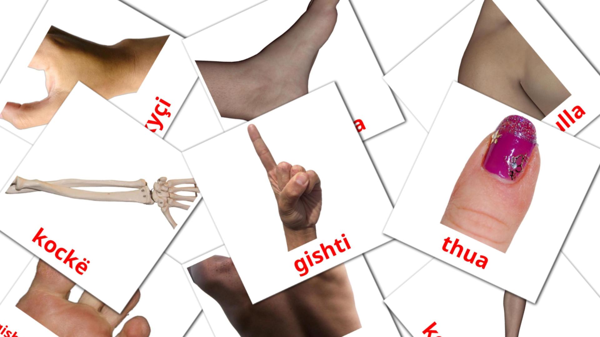 Body Parts - albanian vocabulary cards