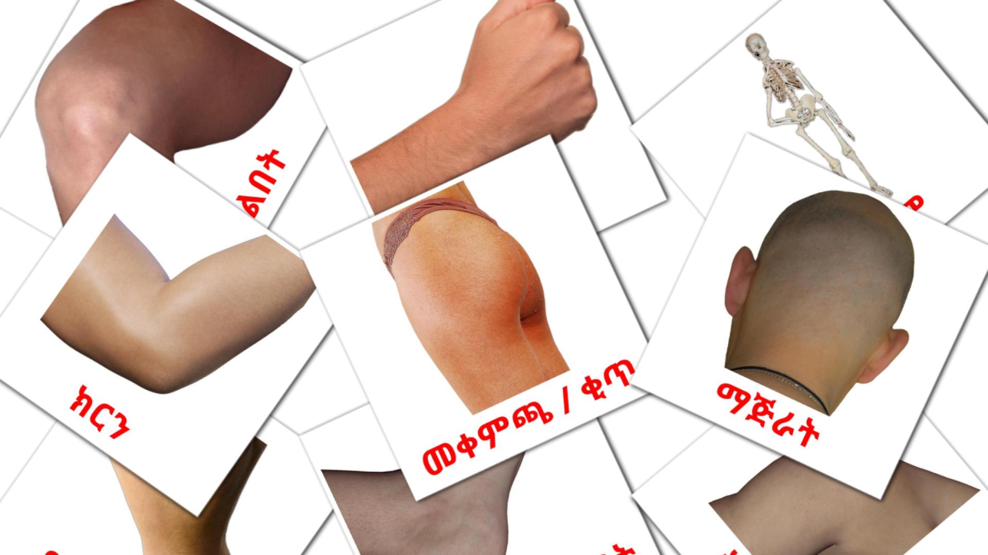 Body Parts - amharic vocabulary cards