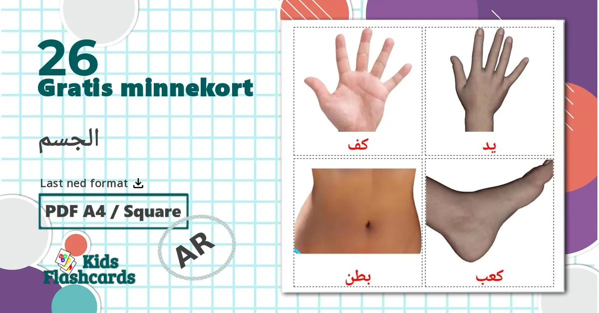 26 الجسم bildekort