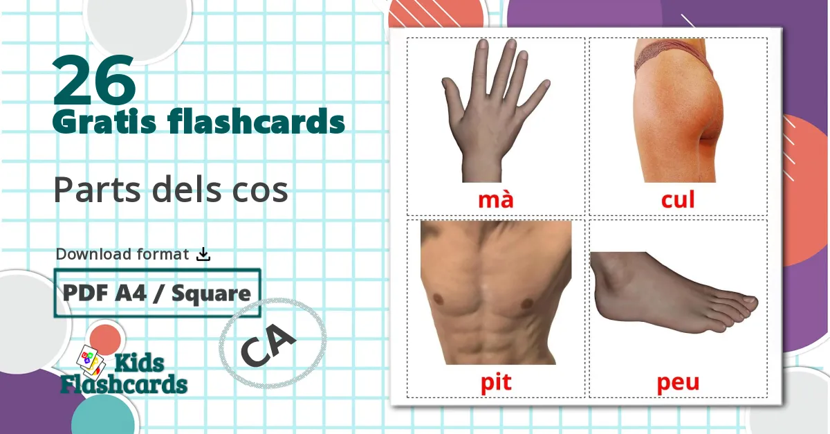 26 Parts dels cos billedkort for børn