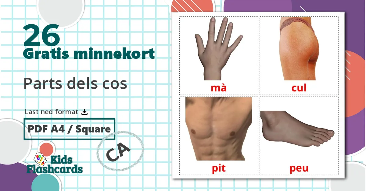 26 Parts dels cos bildekort