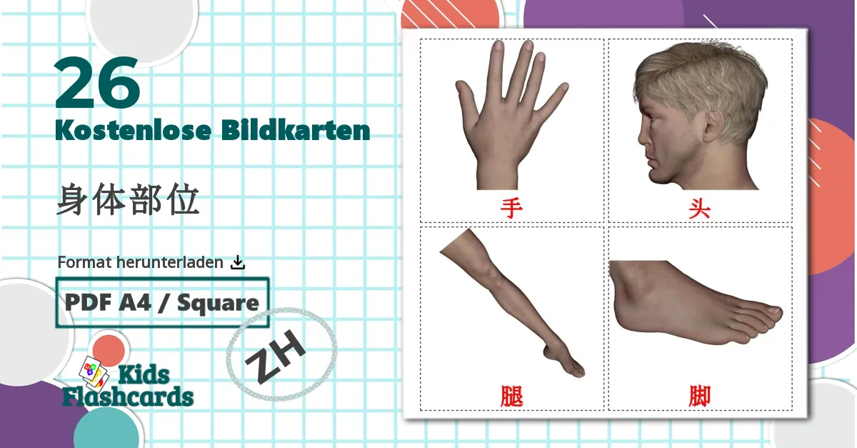 26 Bildkarten für 身体部位