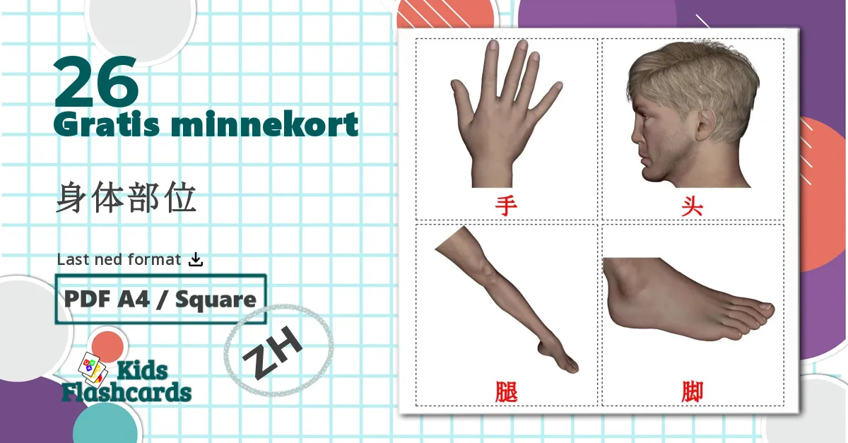 26 身体部位 bildekort
