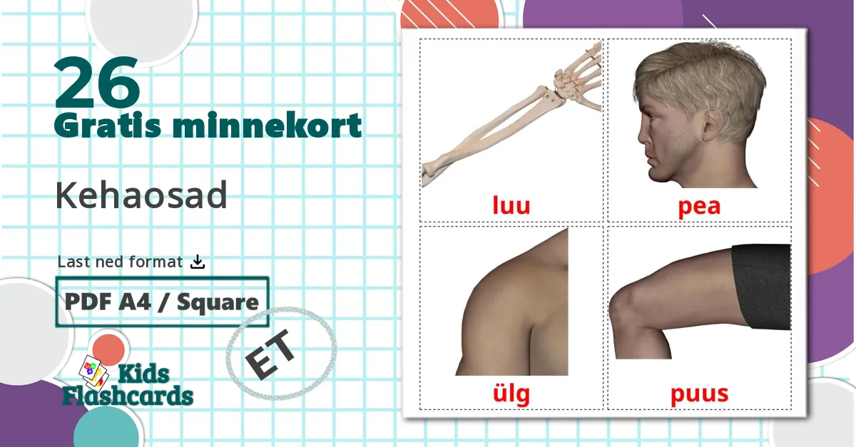 26 Kehaosad bildekort