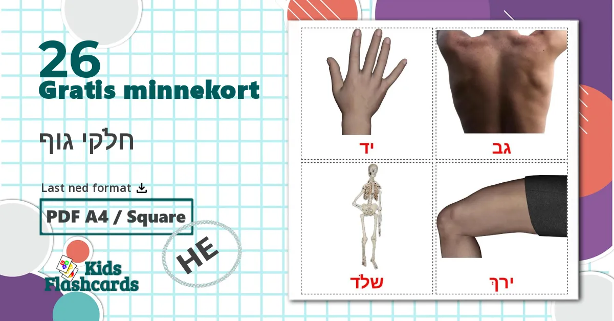 26 חלקי גוף bildekort