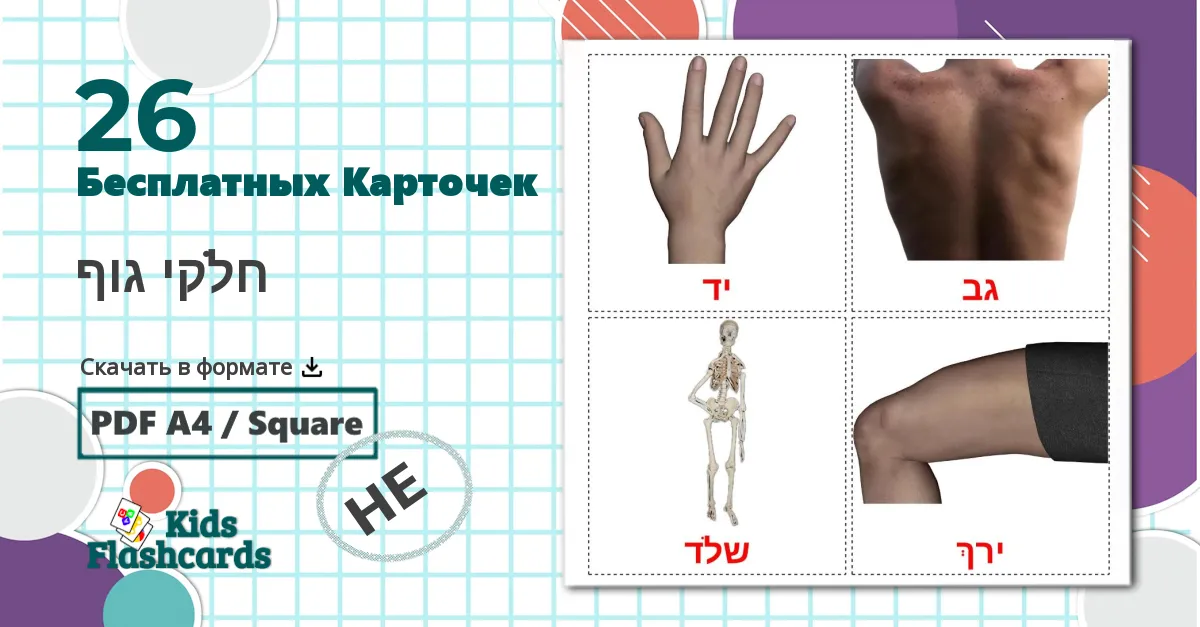 26 Карточки Домана חלקי גוף