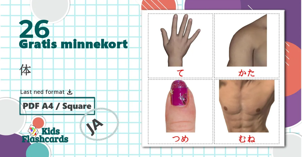 26 体 bildekort