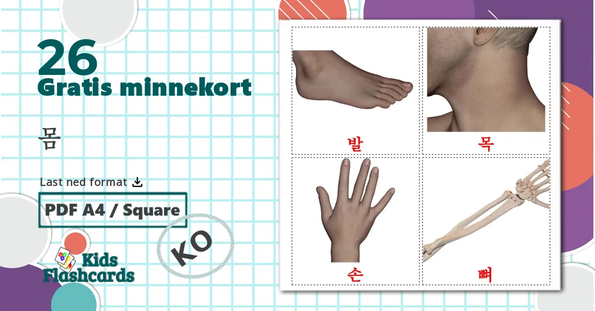 26 몸 bildekort