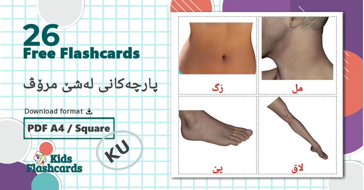 26 Body Parts flashcards