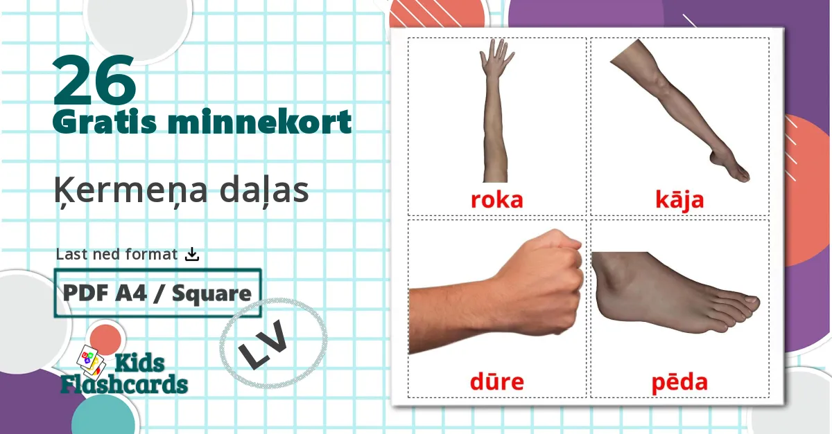 26 Ķermeņa daļas bildekort