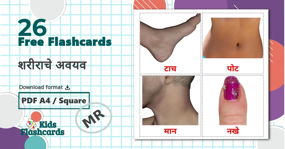 26 शरीराचे अवयव  flashcards