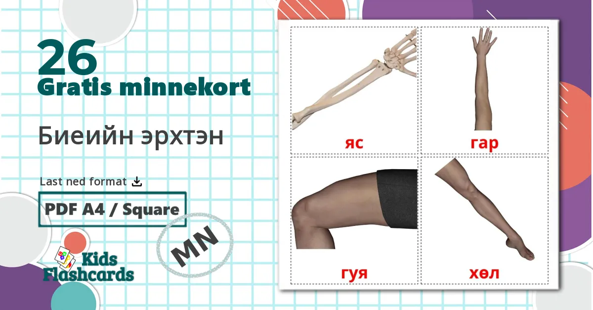 26 Биеийн эрхтэн  bildekort