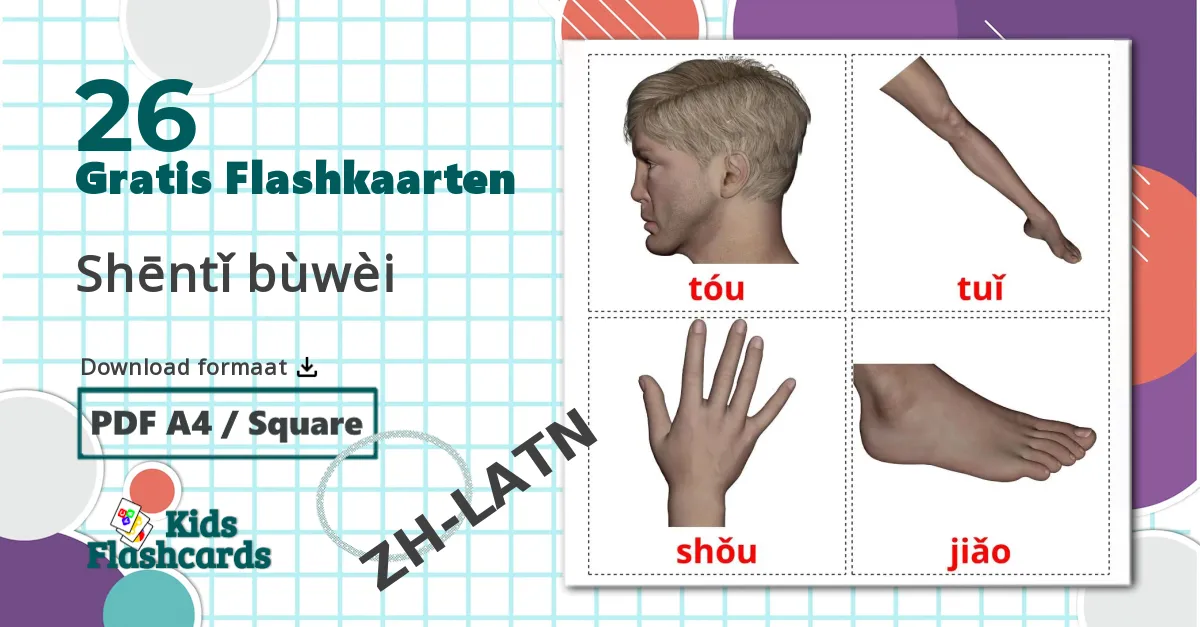 26 Lichaamsdelen flashcards