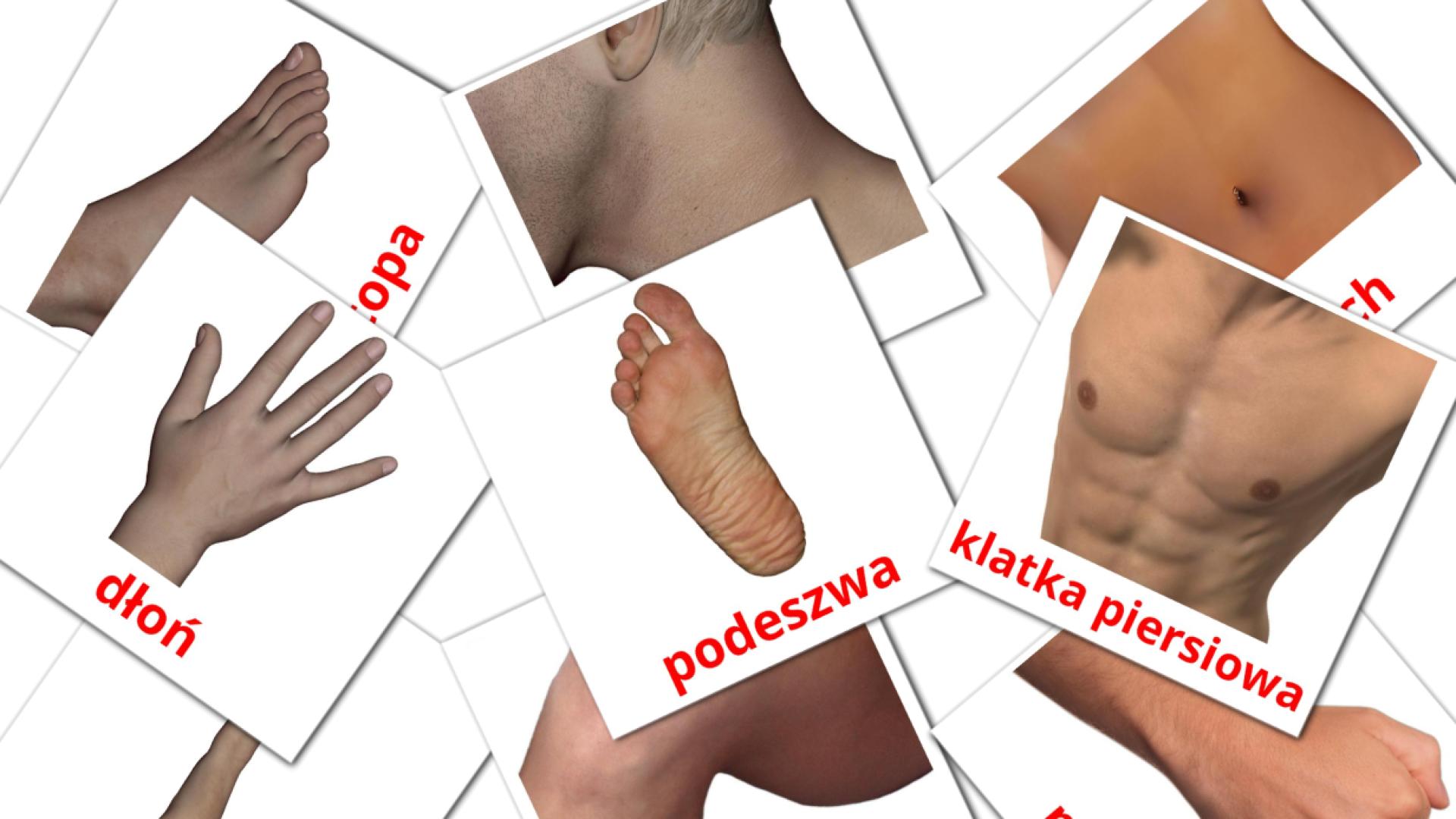 Bildkarten für Części ciała