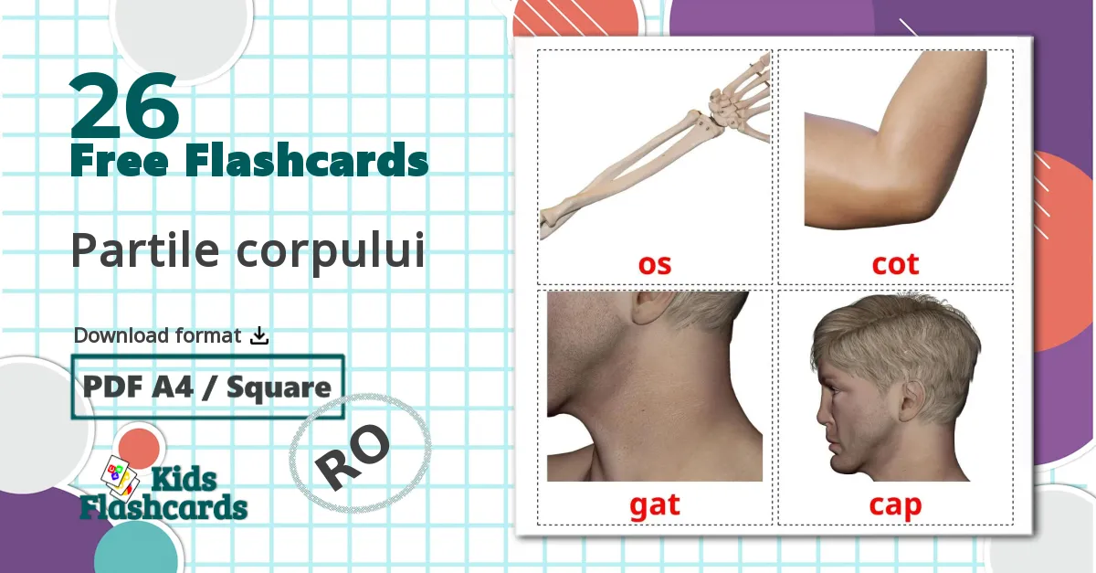 26 Body Parts flashcards