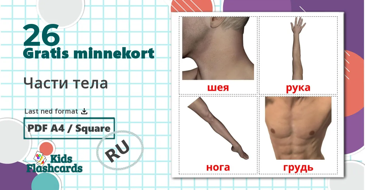 26 Части тела bildekort