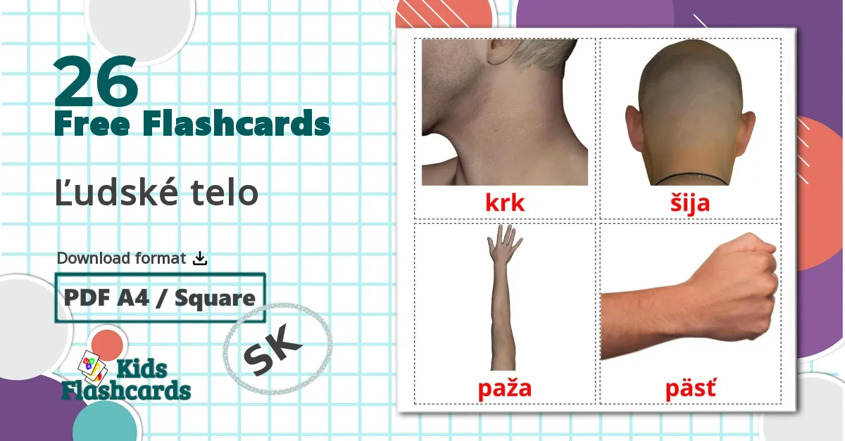 26 Ľudské telo  flashcards