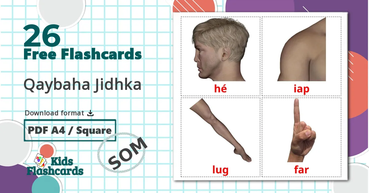 26 Body Parts flashcards