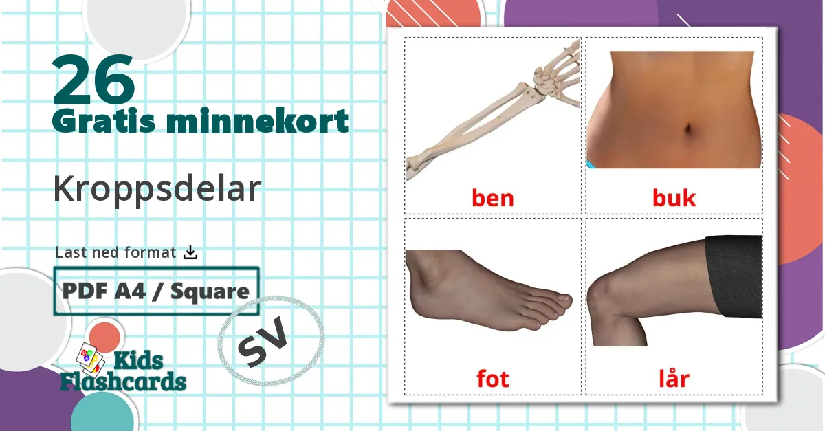 26 Kroppsdelar bildekort