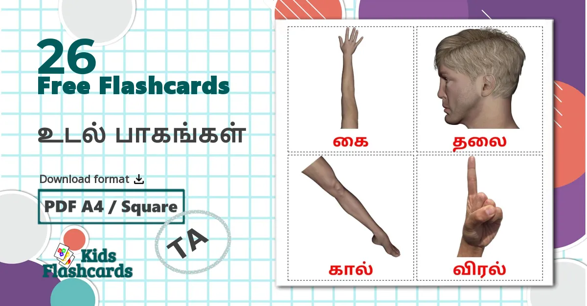 26 உடல் பாகங்கள் flashcards