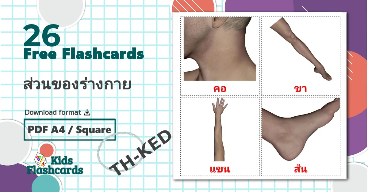 26 ส่วนของร่างกาย flashcards