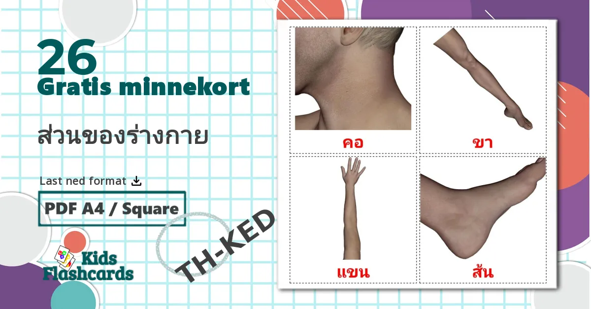26 ส่วนของร่างกาย bildekort