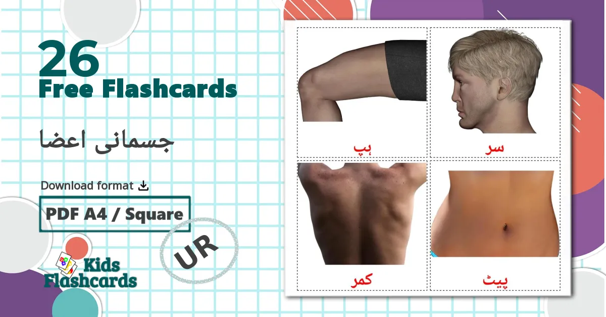 26 جسمانی اعضا flashcards