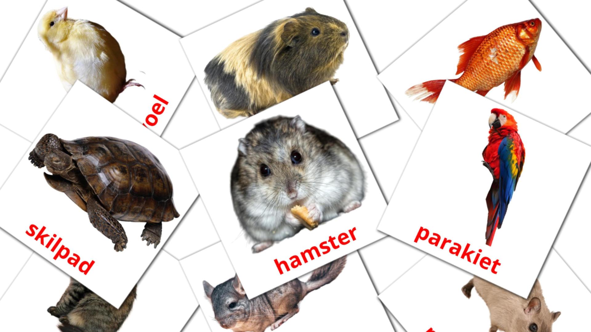 tarjetas didacticas de Animales Domésticos