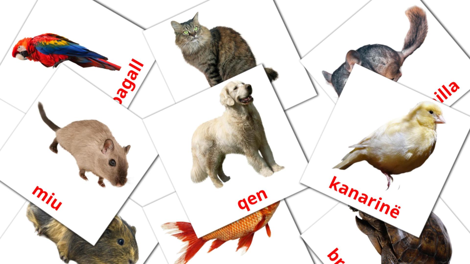 Haustiere - Albanisch Vokabelkarten