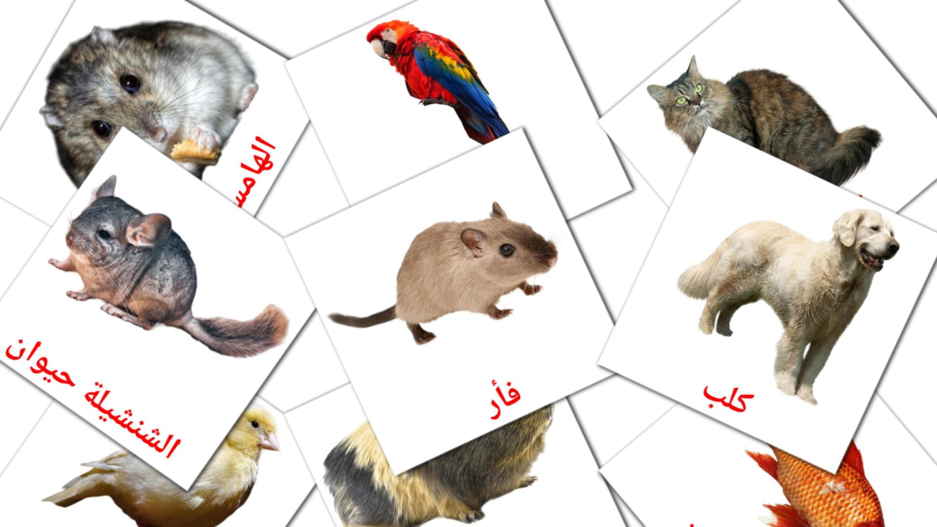 Haustiere - Arabisch Vokabelkarten