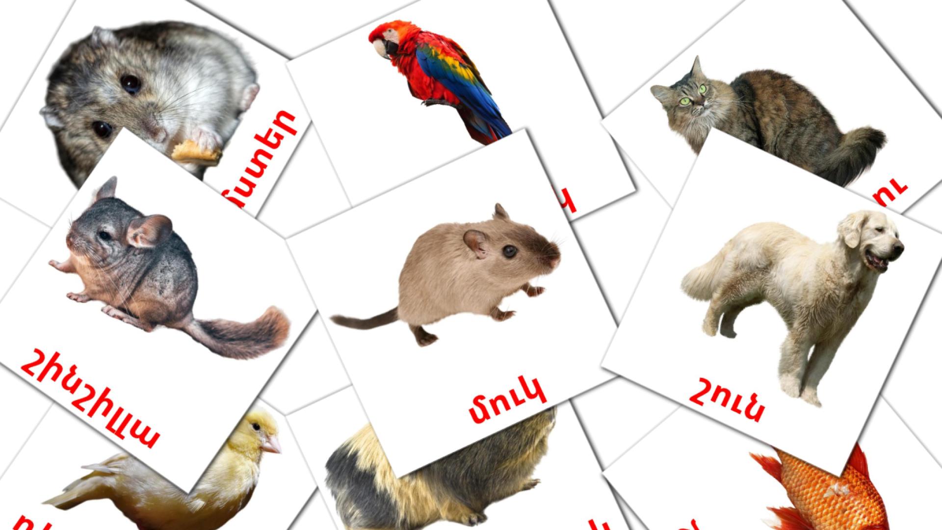 Domestic animals - armenian vocabulary cards