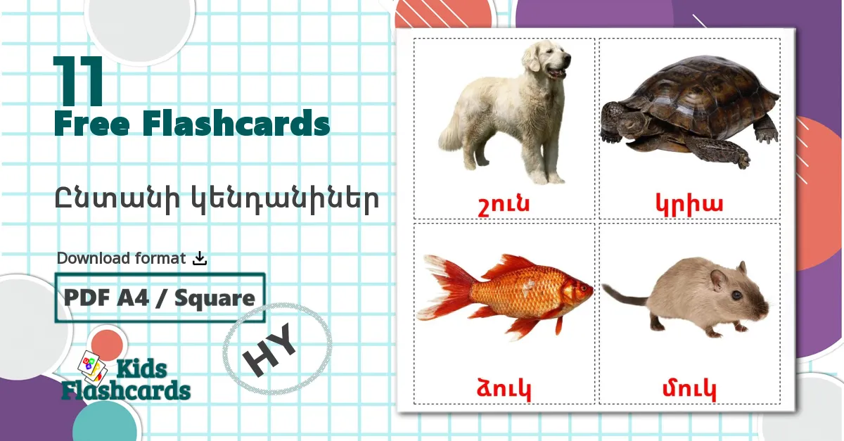 11 Ընտանի կենդանիներ flashcards