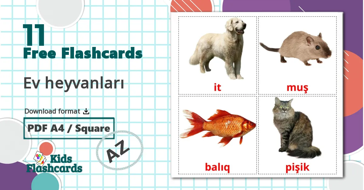 11 Ev heyvanları  flashcards