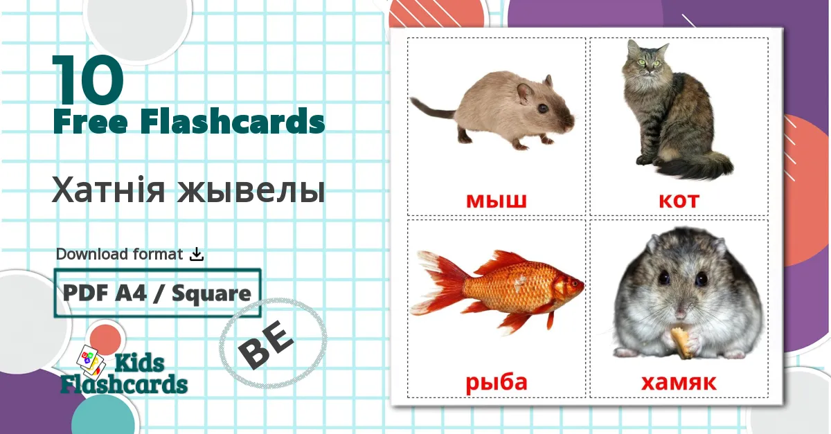 10 Xатнiя жывелы flashcards