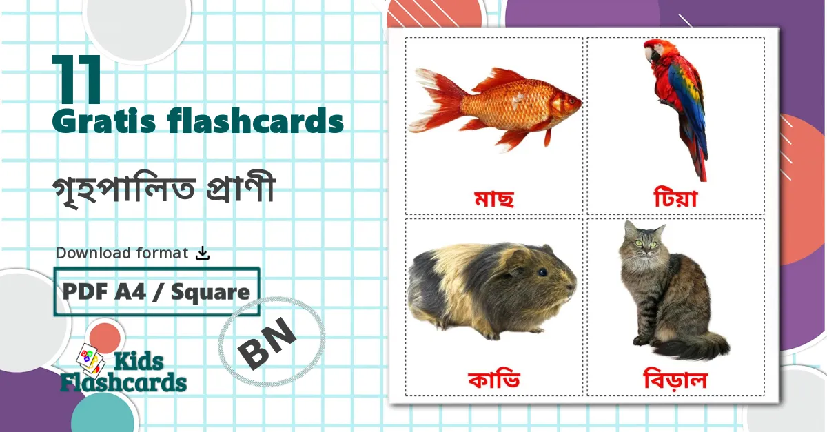 11 গৃহপালিত প্রাণী  billedkort for børn