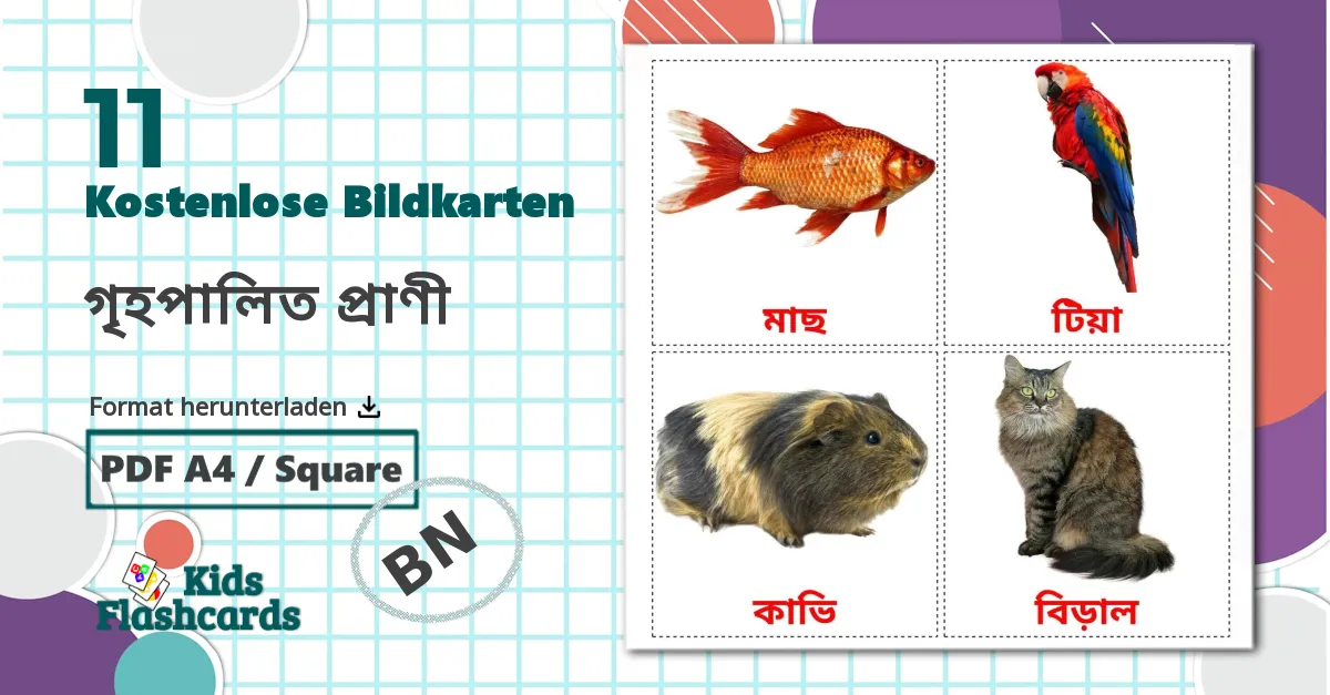 11 Bildkarten für গৃহপালিত প্রাণী