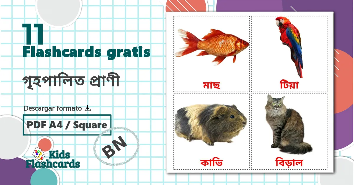 11 tarjetas didacticas de গৃহপালিত প্রাণী