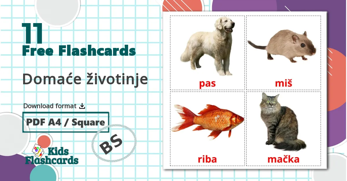 11 Domaće životinje flashcards