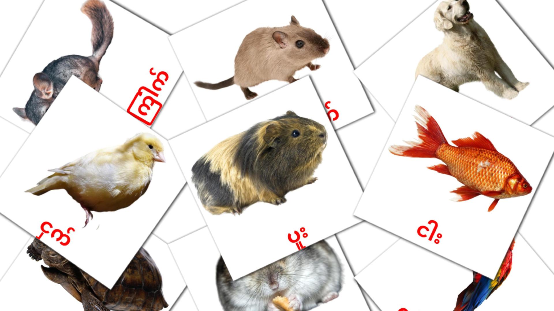 အိမ်မွေးတိရိစ္ဆာန်များ flashcards