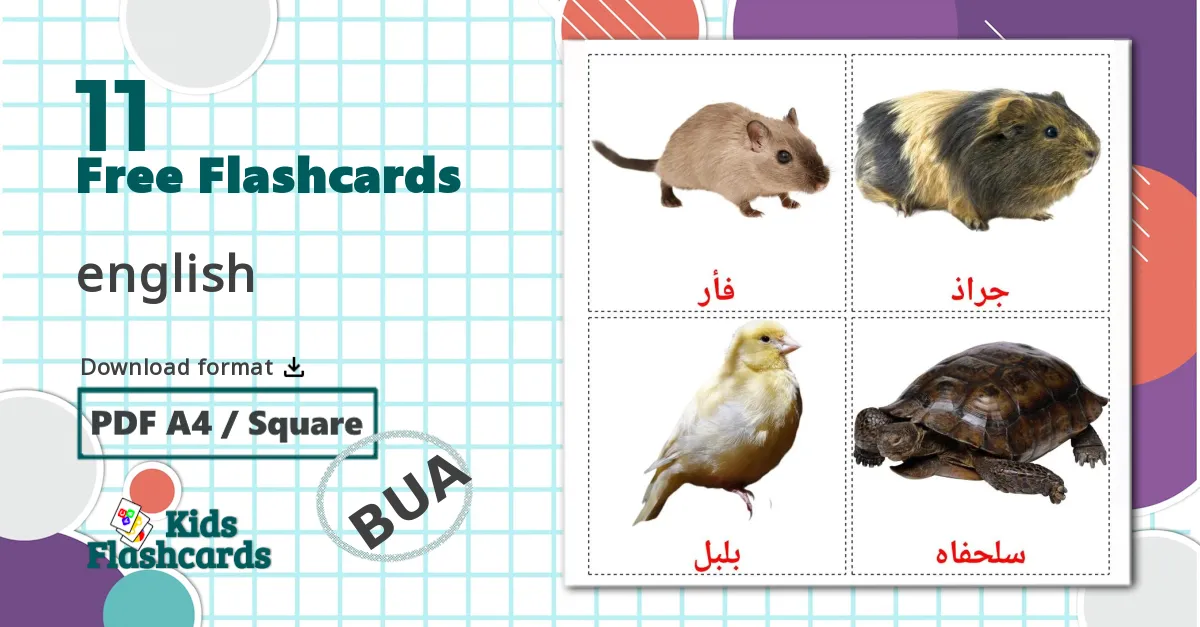 11 Domestic animals flashcards