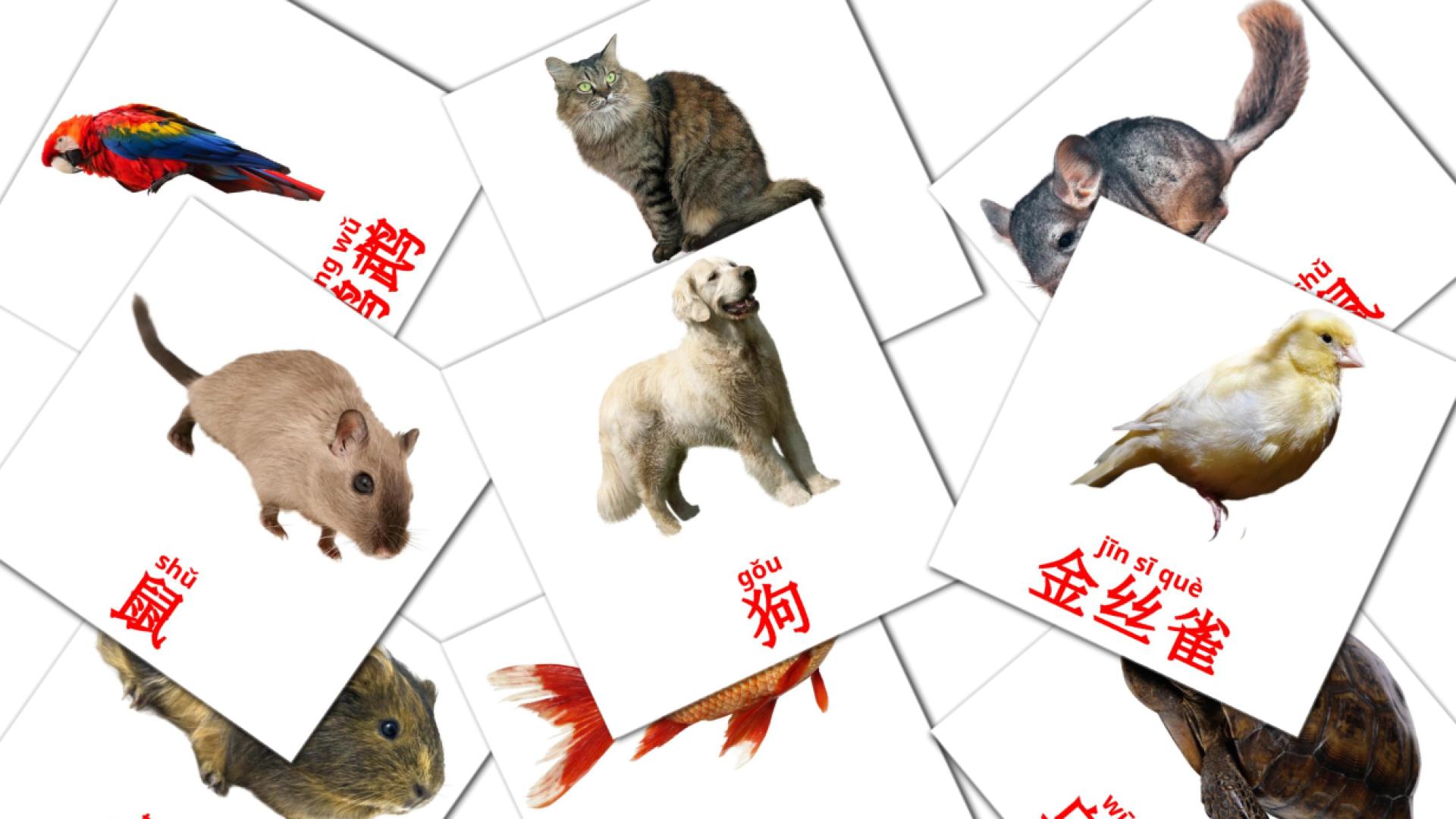 10 宠物 flashcards