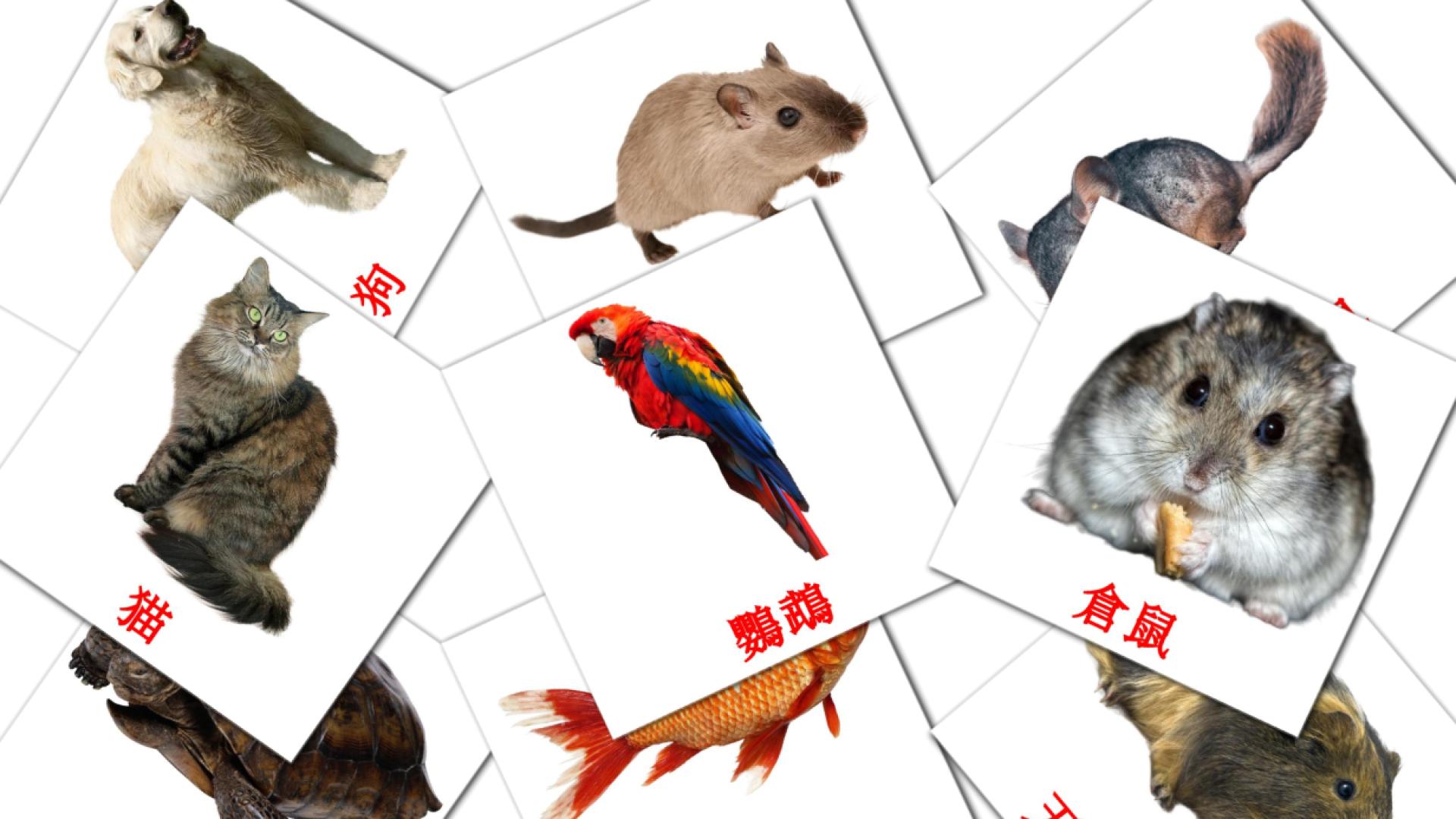 10 Bildkarten für 家畜