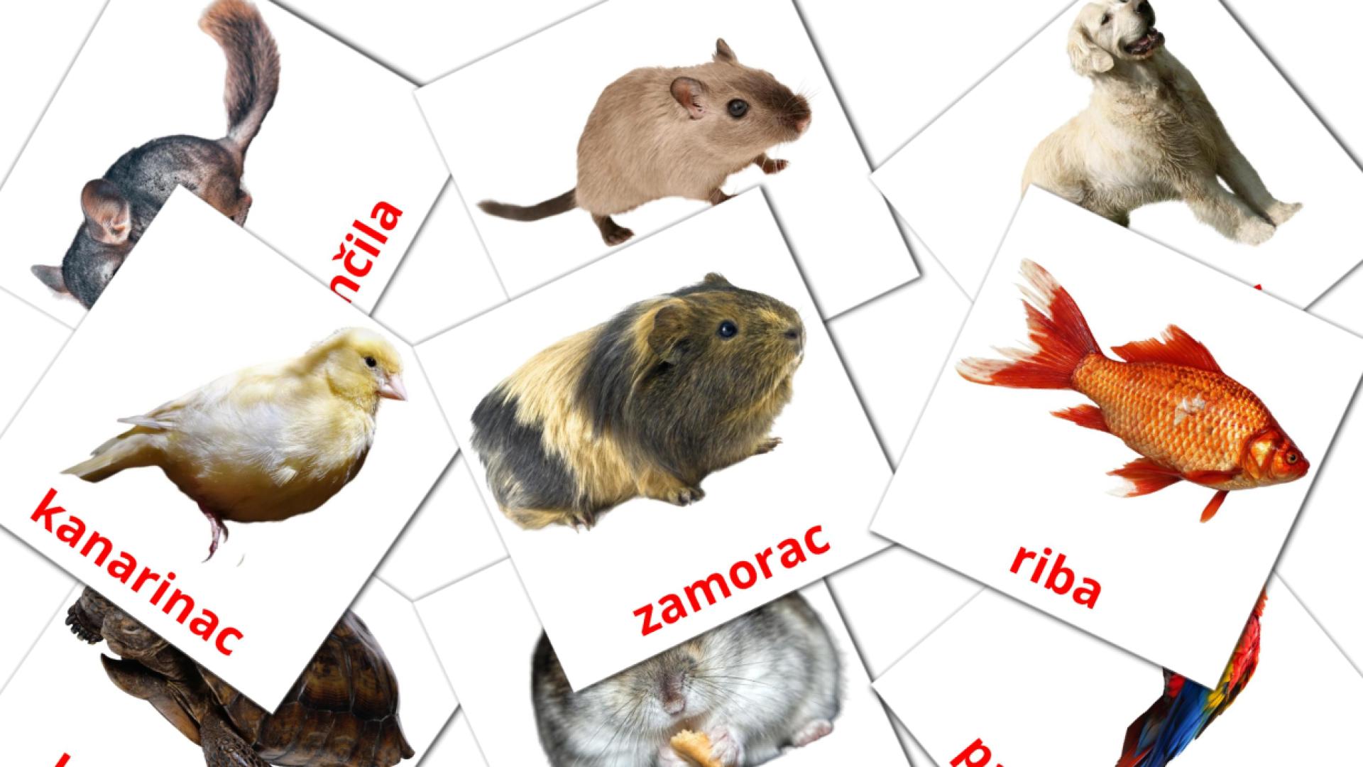 Bildkarten für Domaće životinje
