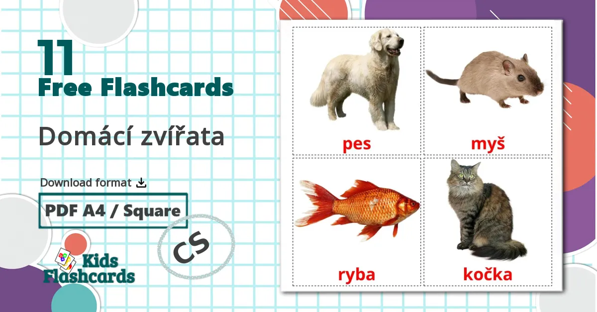 11 Domácí zvířata flashcards