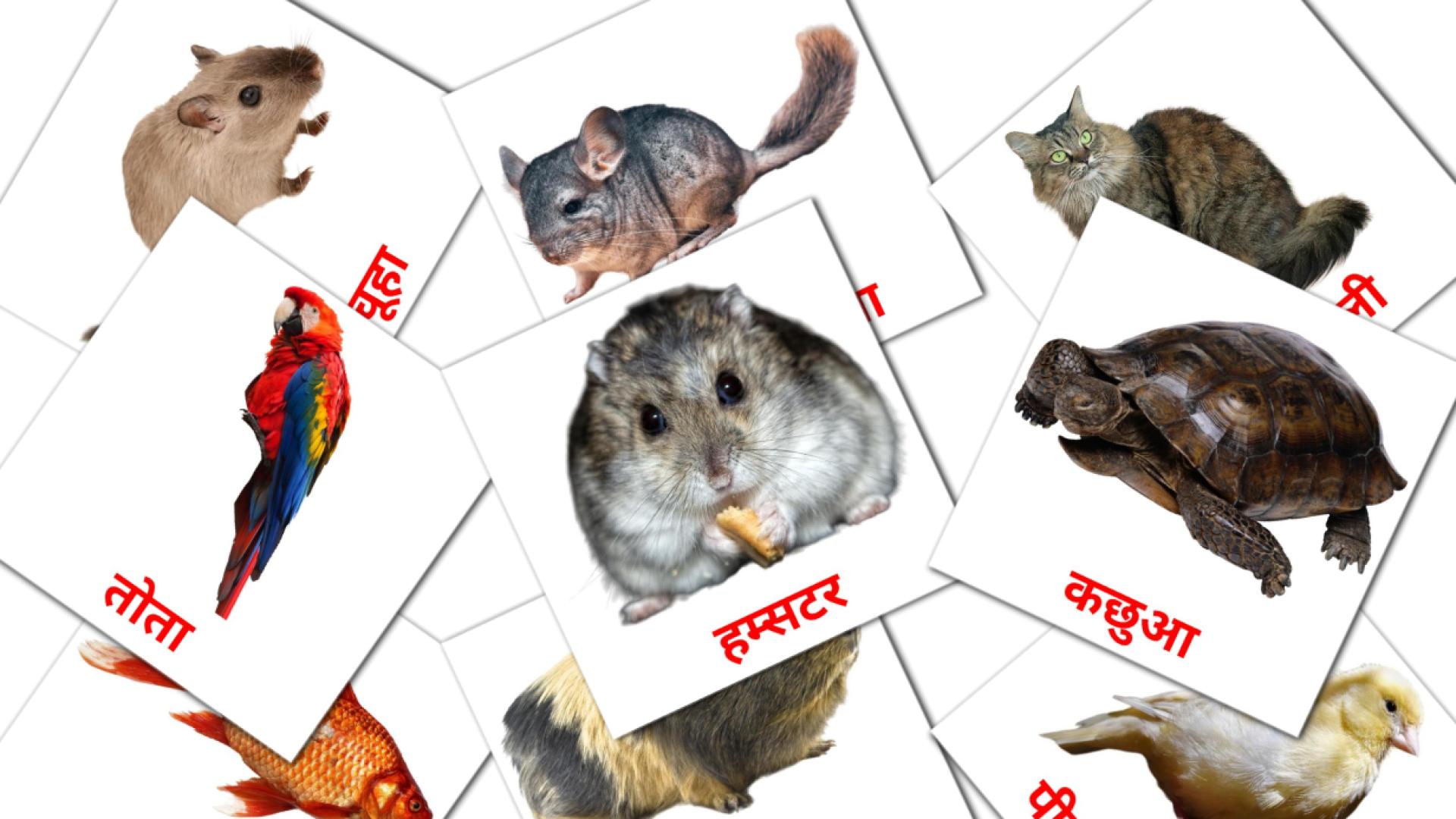Bildkarten für घरेलु पशु