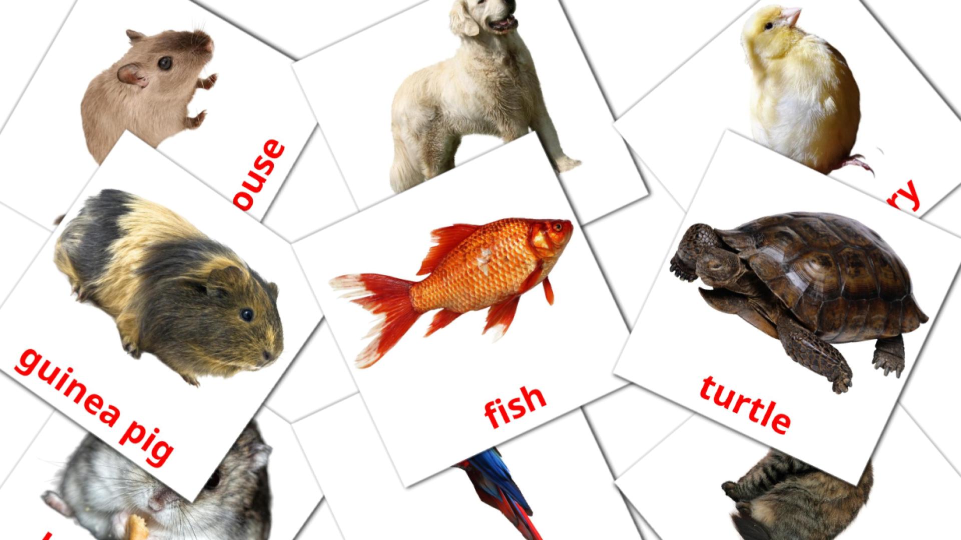 10 tarjetas didacticas de Domestic animals