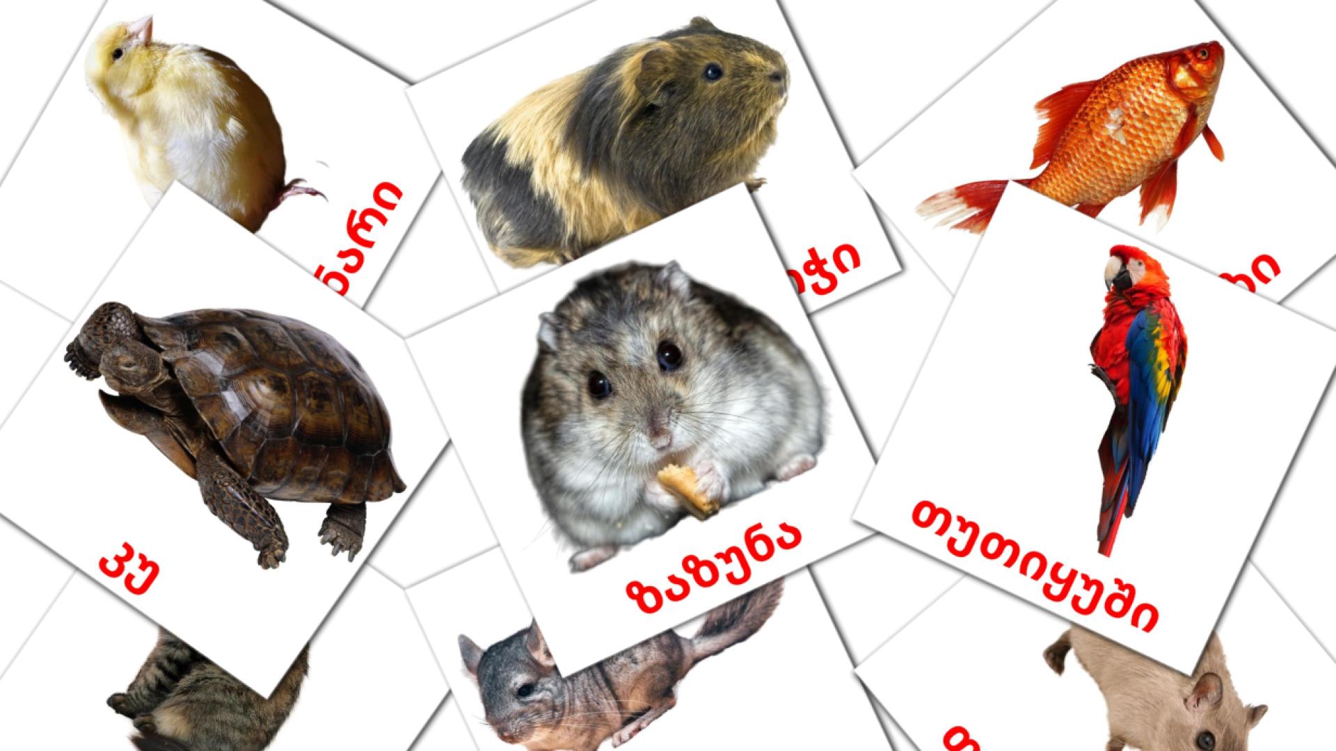 10 შინაური ცხოველები flashcards
